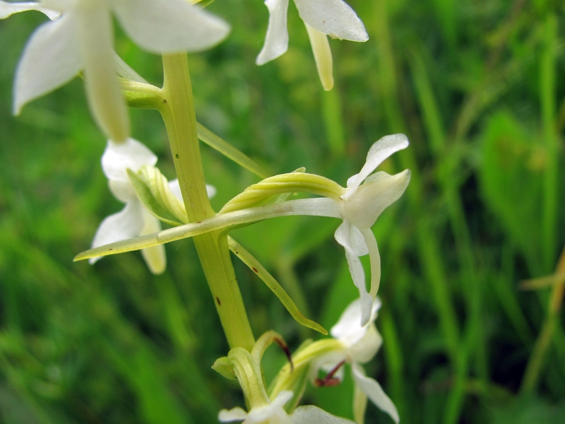 Image of Platanthera bifolia specimen.