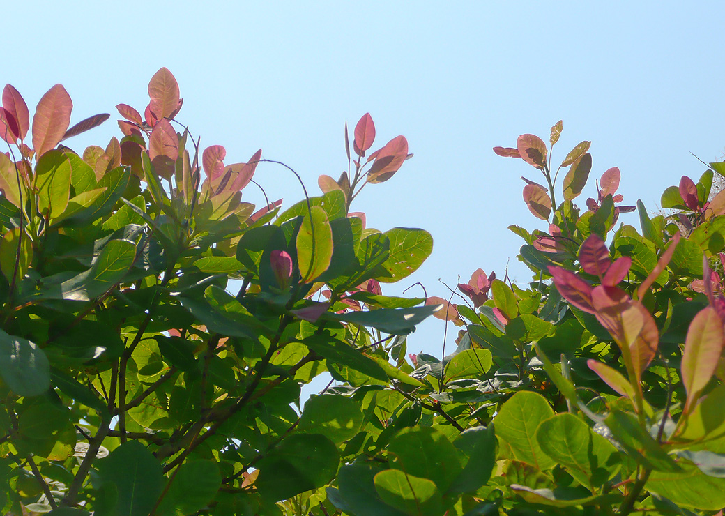 Image of Cotinus coggygria specimen.