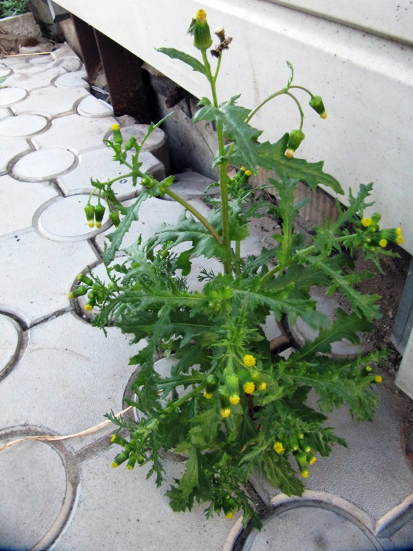 Изображение особи Senecio vulgaris.