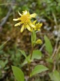 Solidago virgaurea subspecies lapponica. Верхушка цветущего растения. Полярный Урал, долина руч. Воргашор. 18.07.2011.