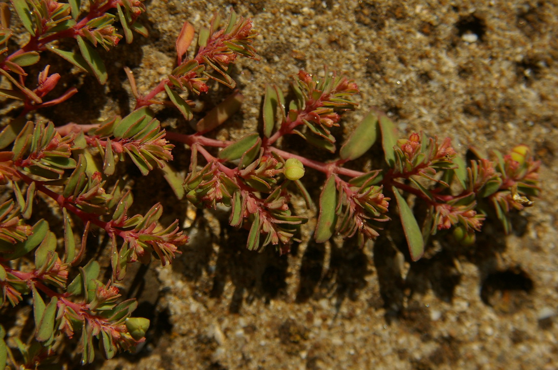 Image of Euphorbia glyptosperma specimen.