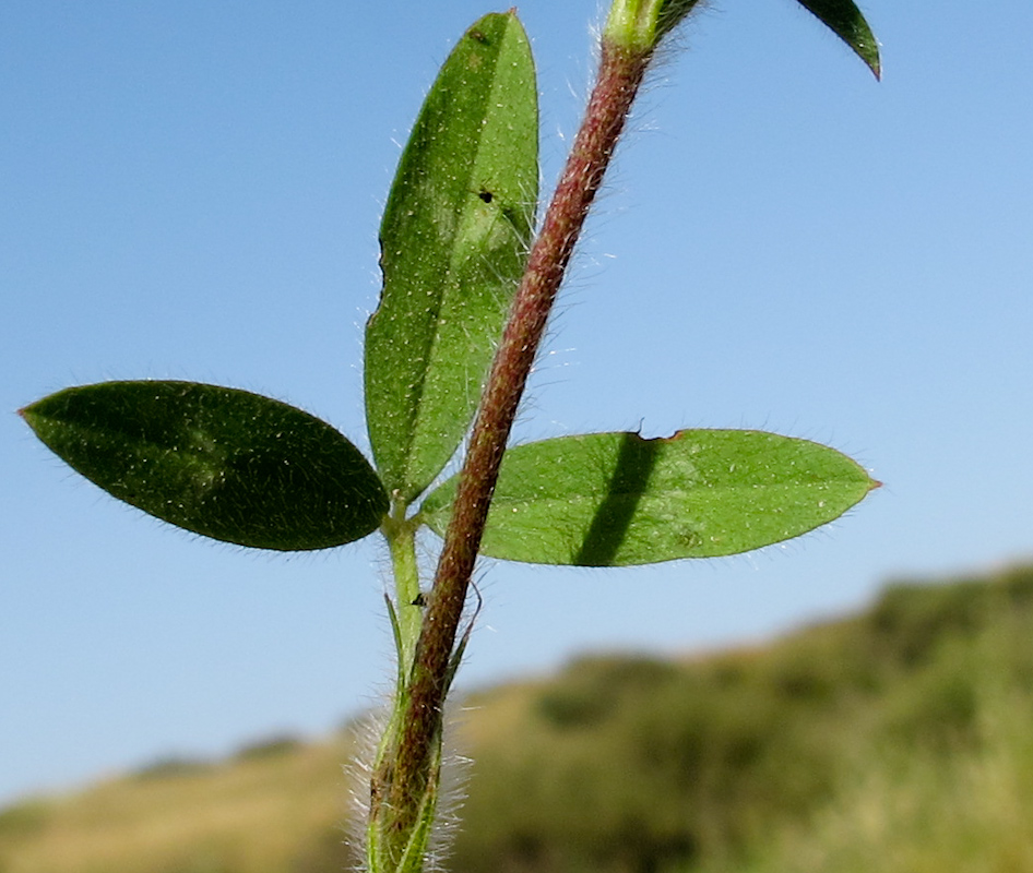 Image of Trifolium dichroanthum specimen.