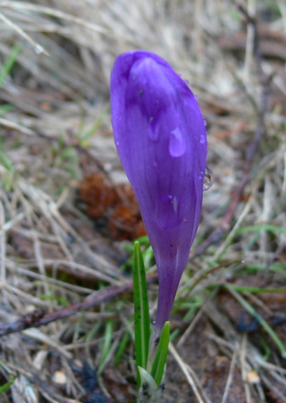 Изображение особи Crocus heuffelianus.