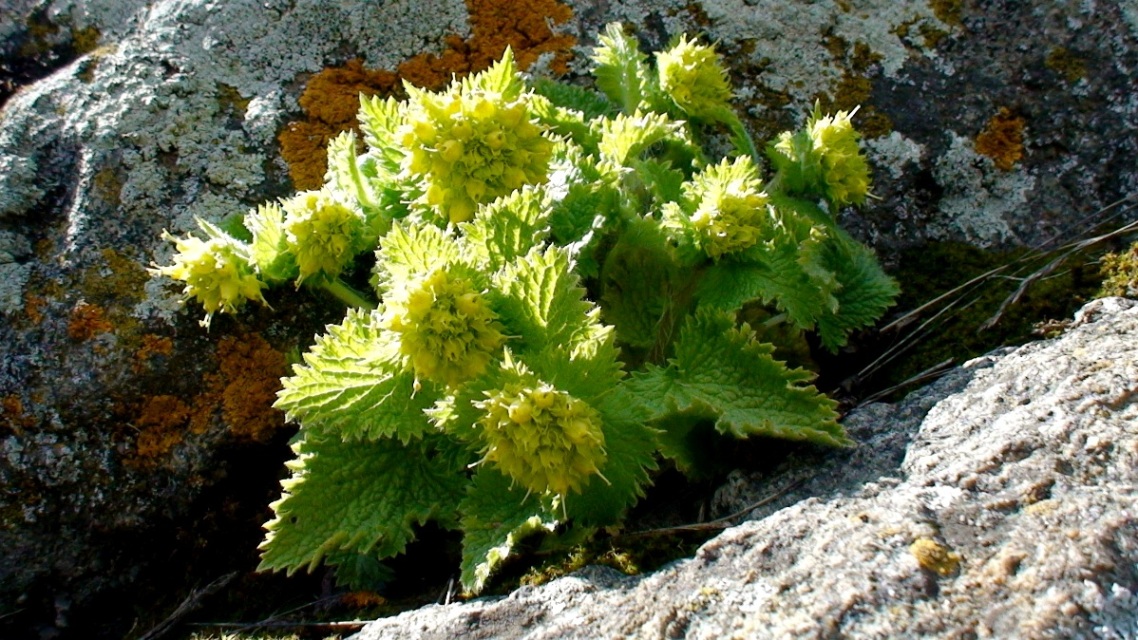 Image of Scrophularia chrysantha specimen.