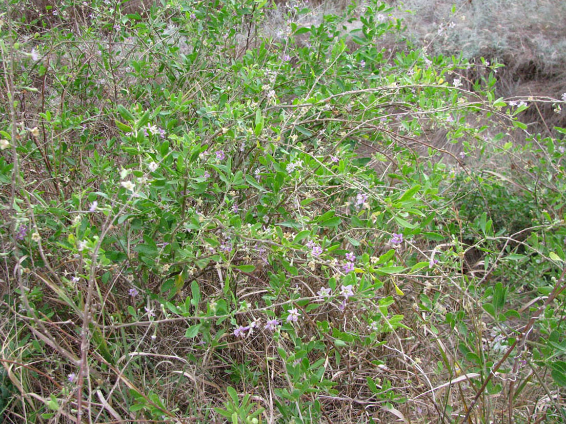 Image of Lycium barbarum specimen.