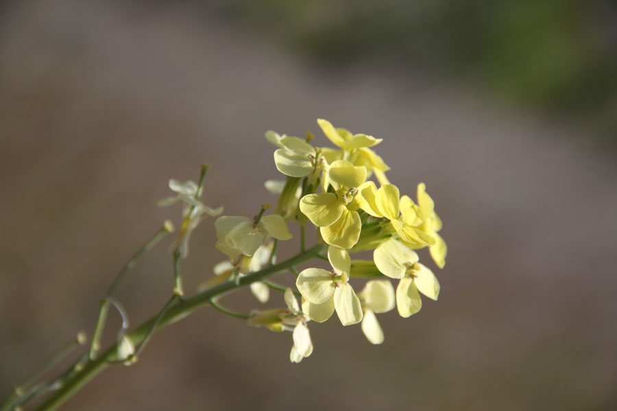 Image of Erysimum flavum specimen.