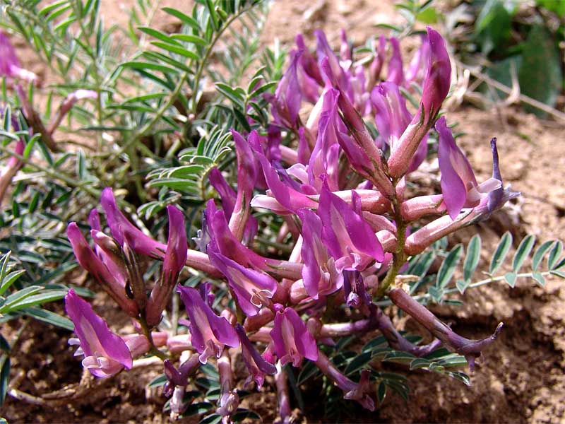 Изображение особи Astragalus rostratus.