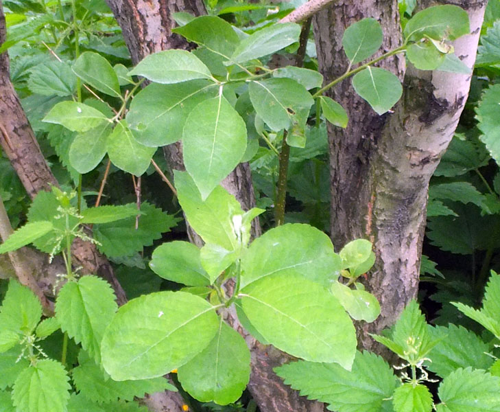 Изображение особи Salix caprea.