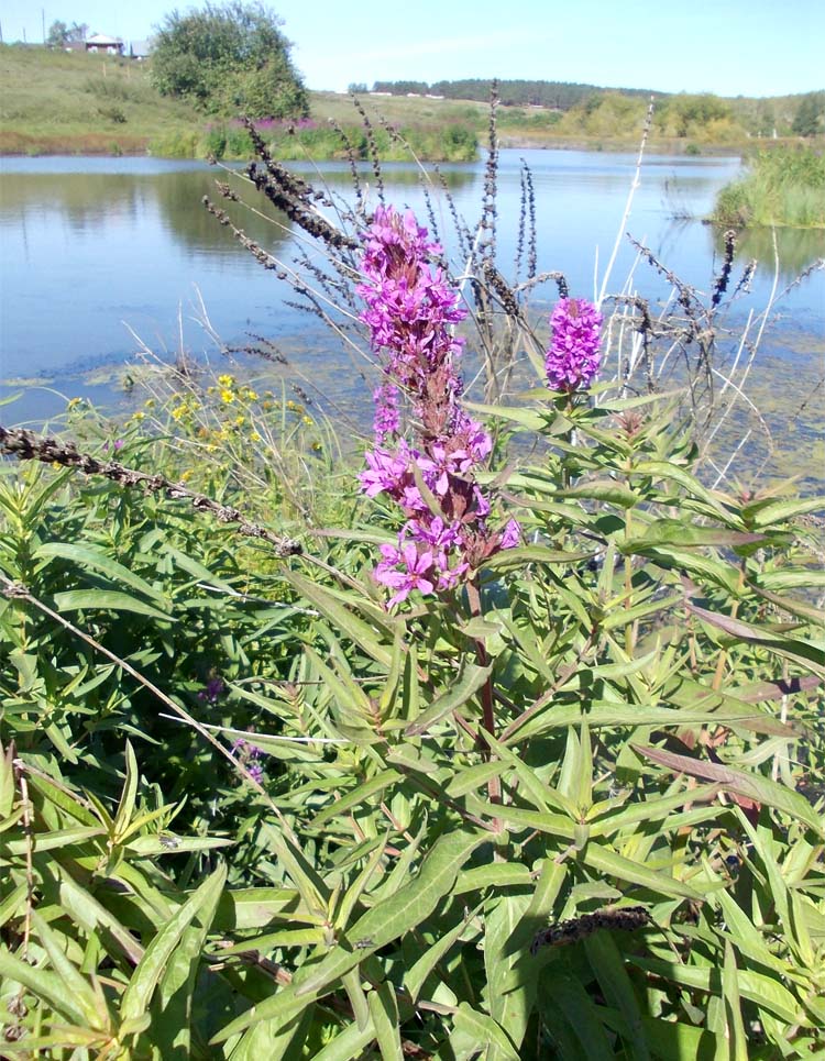 Image of Lythrum salicaria specimen.