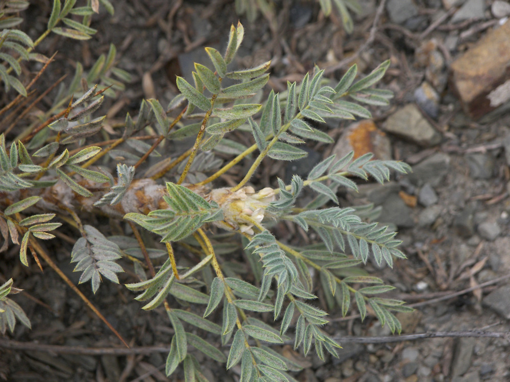 Image of Astragalus denudatus specimen.