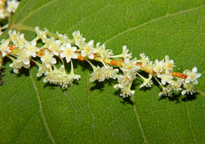 Изображение особи Reynoutria japonica.