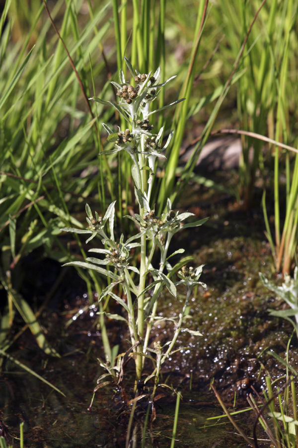 Image of Gnaphalium uliginosum specimen.