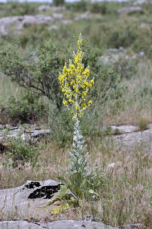 Image of Verbascum songaricum specimen.