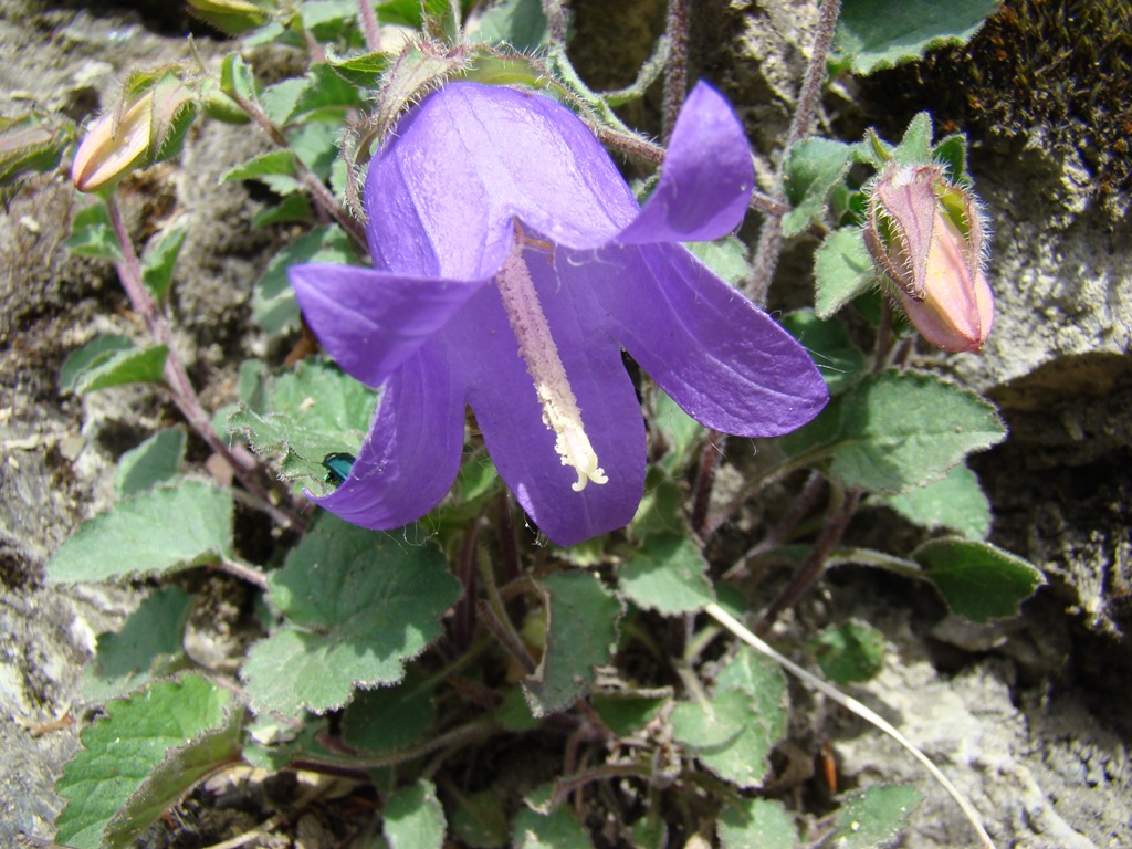 Image of genus Campanula specimen.