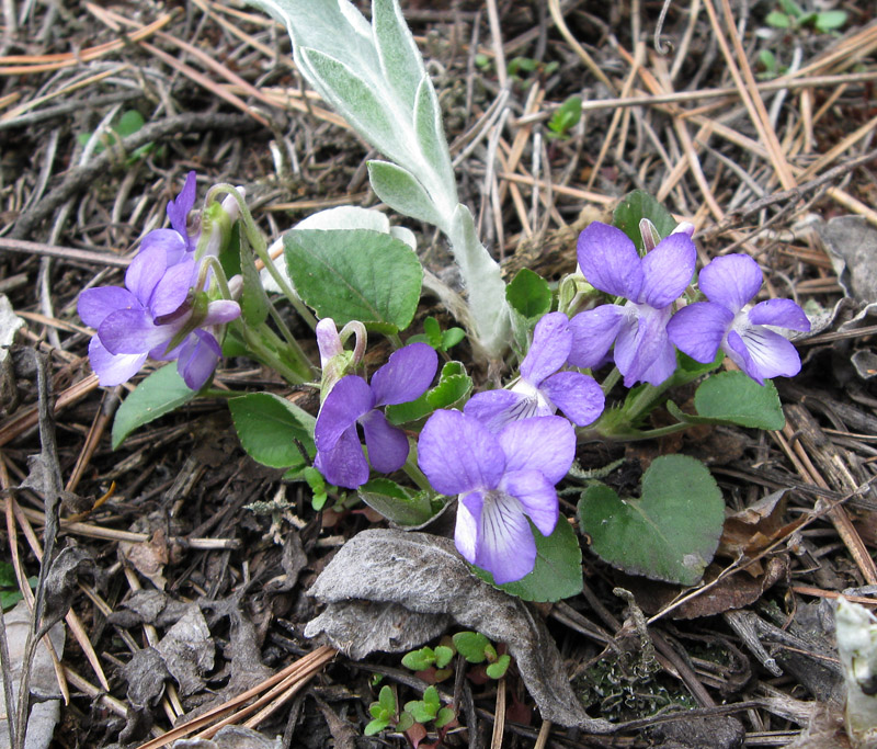 Image of Viola rupestris specimen.