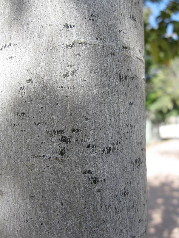 Image of Alectryon tomentosum specimen.