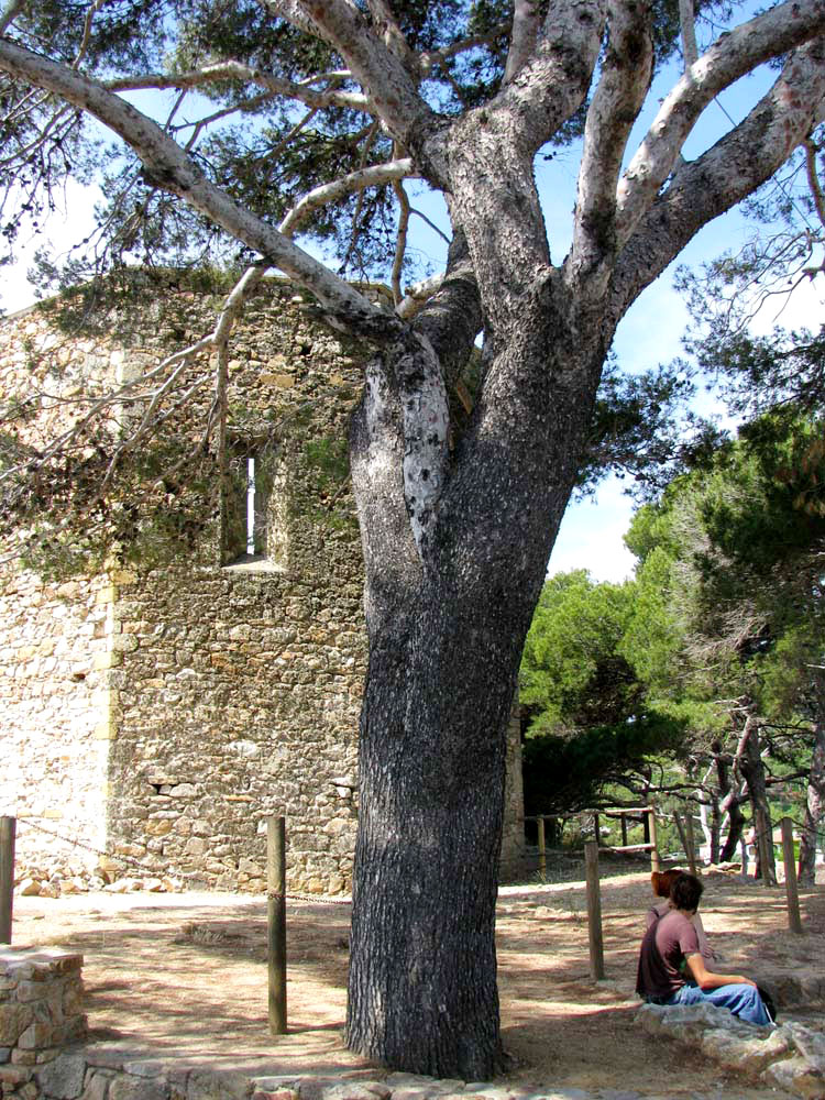 Изображение особи Pinus halepensis.