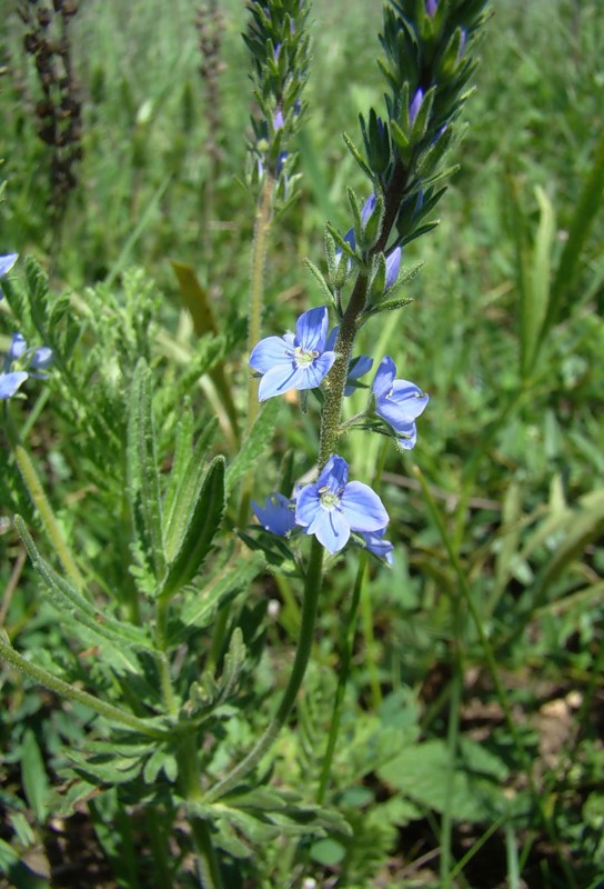 Image of Veronica jacquinii specimen.