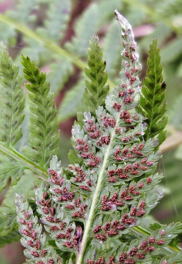 Изображение особи род Athyrium.