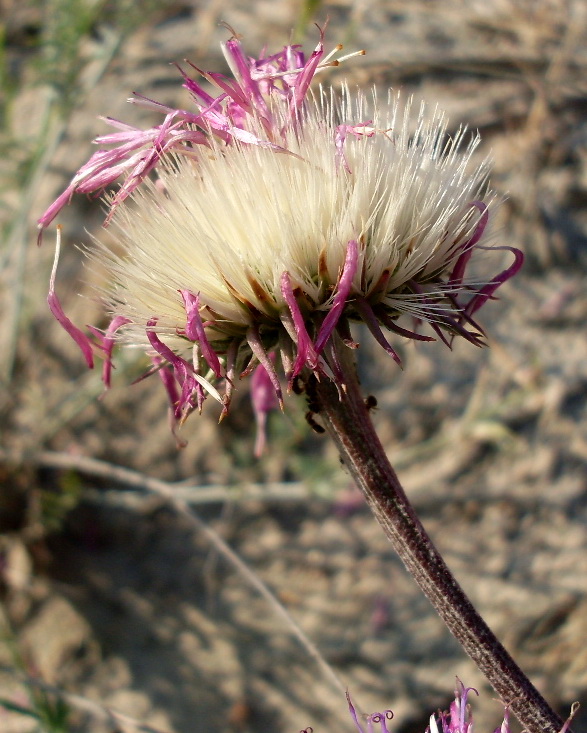 Image of Jurinea cyanoides specimen.