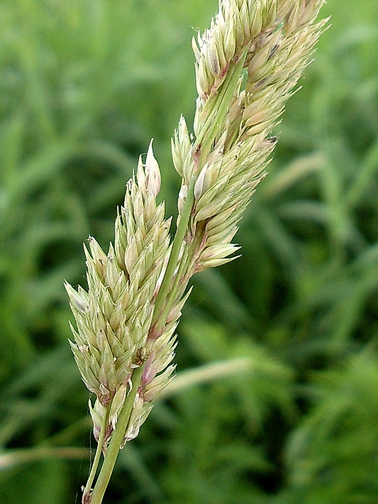 Image of Phalaroides arundinacea specimen.