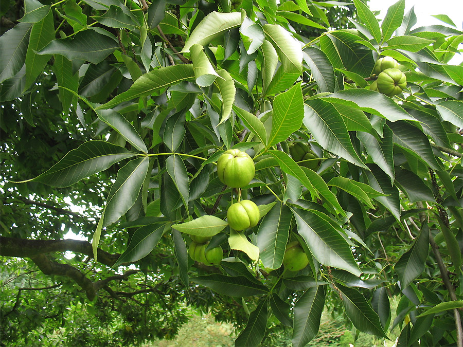 Image of Carya ovata specimen.