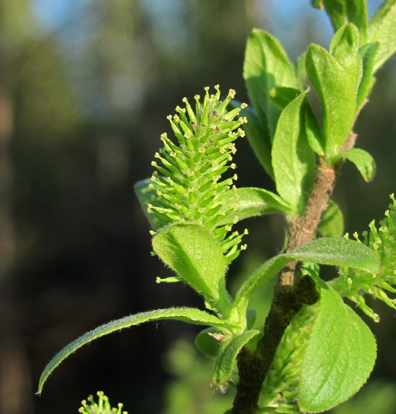 Image of Salix hastata specimen.