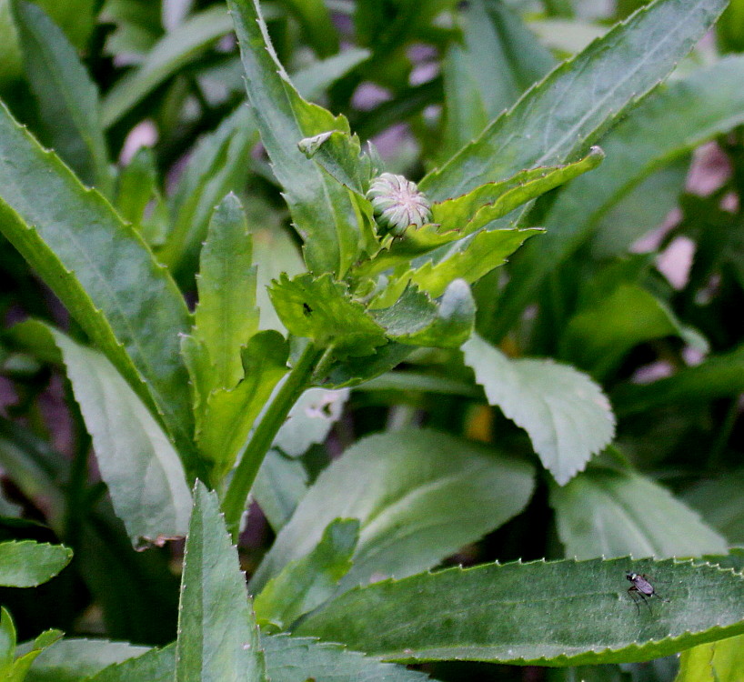 Image of Leucanthemum maximum specimen.