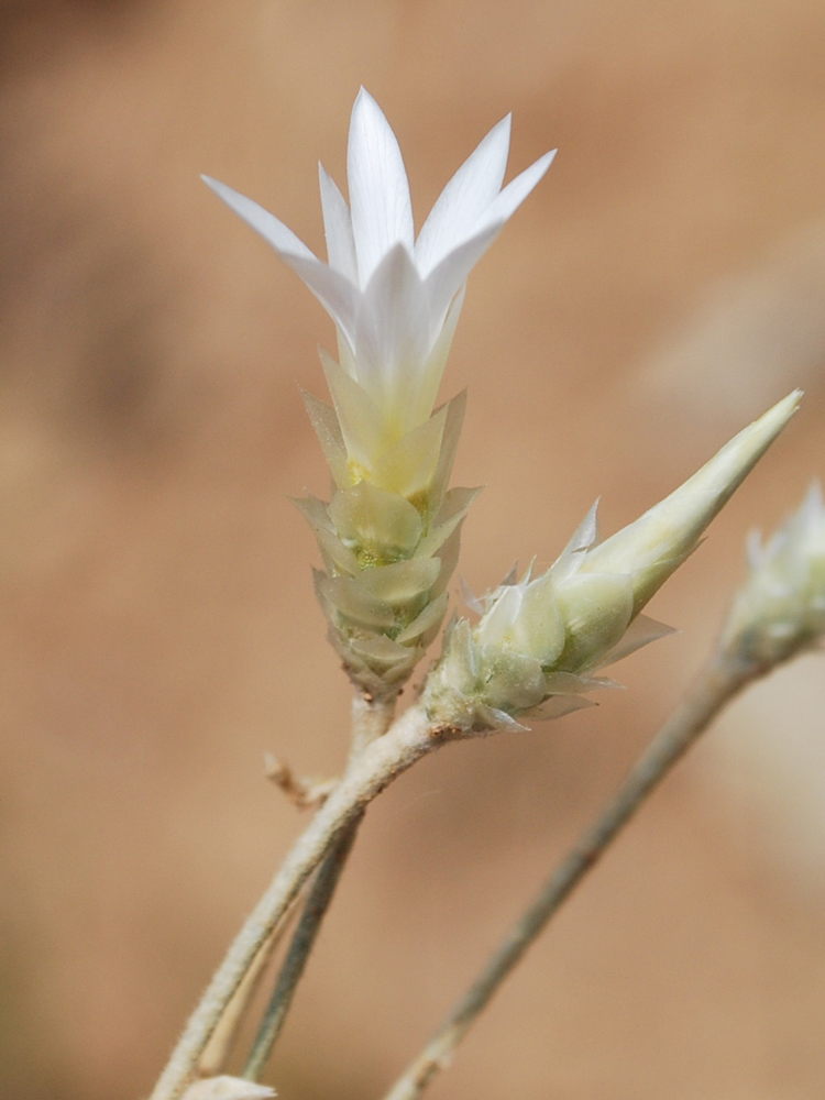 Image of Xeranthemum longepapposum specimen.