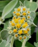 Phlomis fruticosa. Раскрывающиеся соцветия. Германия, г. Krefeld, Ботанический сад. 10.06.2013.