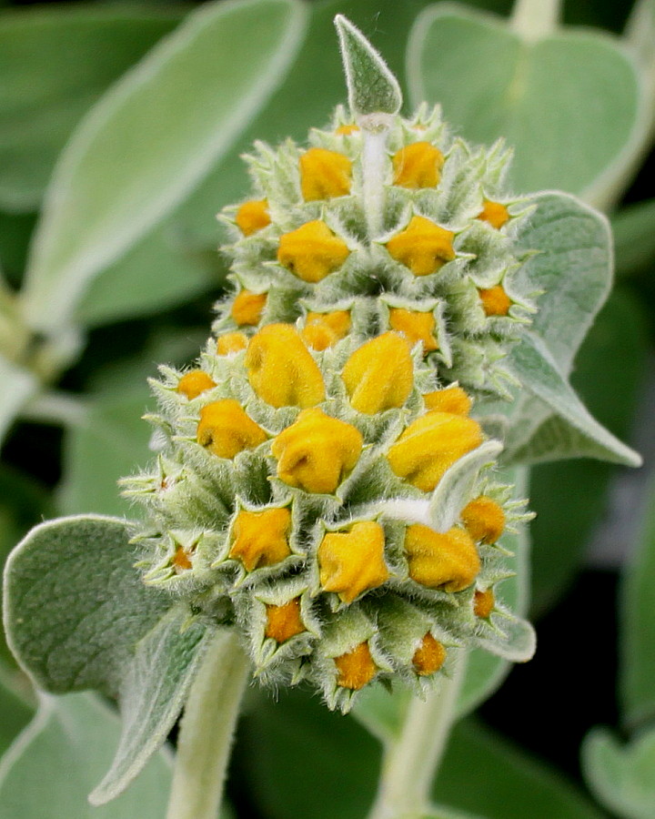 Изображение особи Phlomis fruticosa.