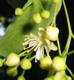 Tilia platyphyllos