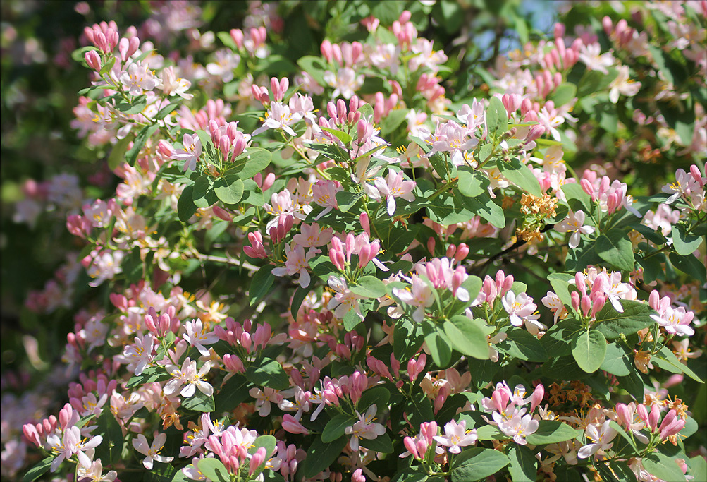 Image of Lonicera tatarica specimen.