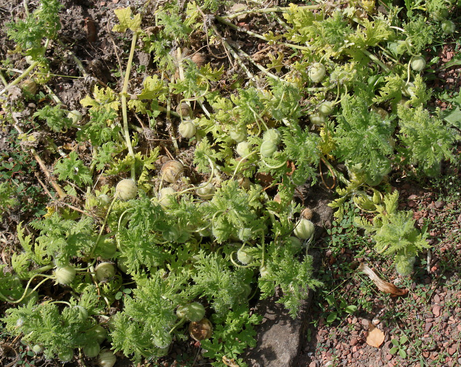 Изображение особи Blumenbachia insignis.