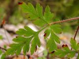 Geranium robertianum. Лист. Краснодарский край, Крымский р-н, окр. станицы Неберджаевская, берег р. Богого. 15.09.2013.