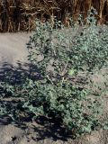 Heliotropium arguzioides. Цветущее растение. Узбекистан, Бухарская обл., бугристые пески южнее озера Денгизкуль. 04.06.2009.