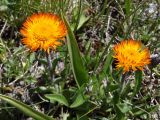 Erigeron aurantiacus