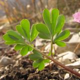 Corydalis caucasica. Лист. Краснодарский край, Новороссийский р-н, гора Рябкова, каменистый склон, скальнодубово-грабовый лес. 23.02.2014.