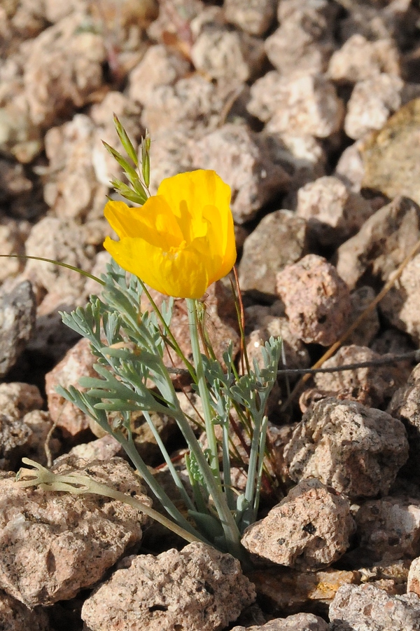 Image of Eschscholzia californica ssp. mexicana specimen.