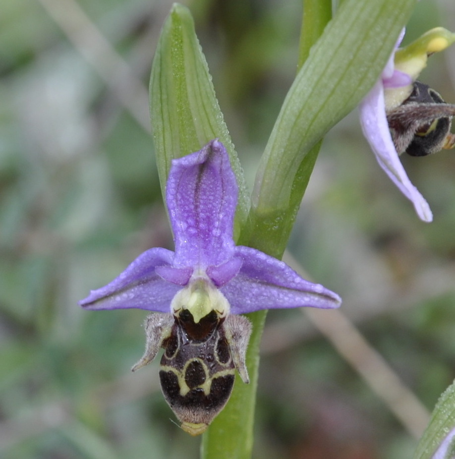 Изображение особи Ophrys oestrifera.