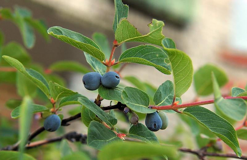 Image of Lonicera caerulea specimen.