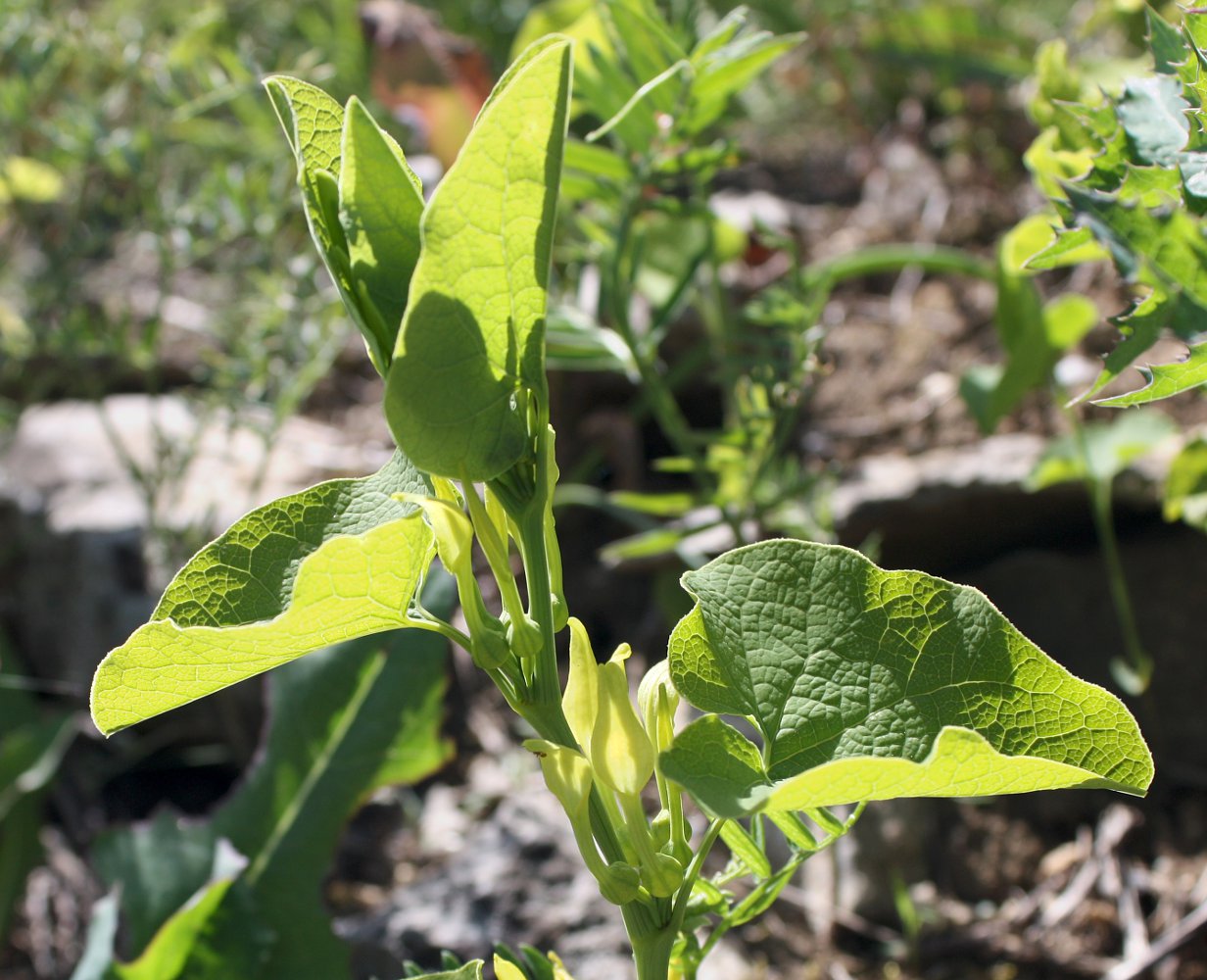 Изображение особи Aristolochia clematitis.