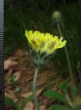 Pilosella officinarum. Соцветие. Крым, окр. с. Соколиное, поляна в буковом лесу, возле сосен. 25 мая 2014 г.