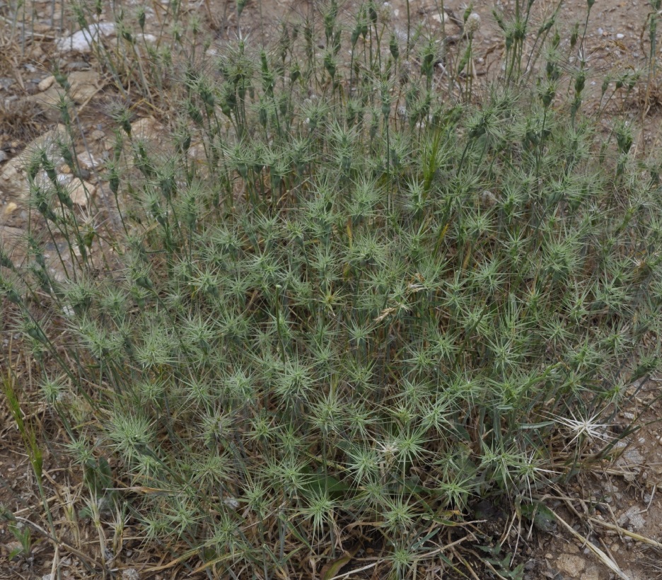 Image of Aegilops geniculata specimen.