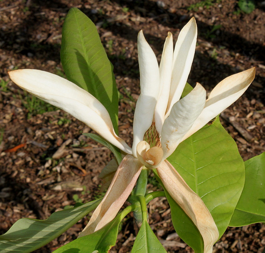 Изображение особи Magnolia tripetala.