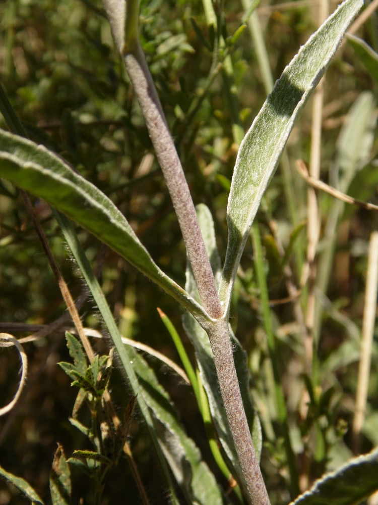 Image of Veronica incana specimen.