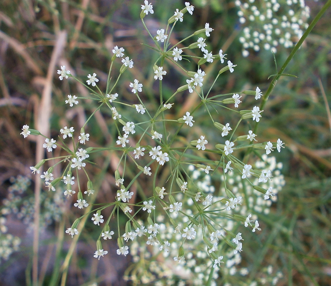 Image of Falcaria vulgaris specimen.