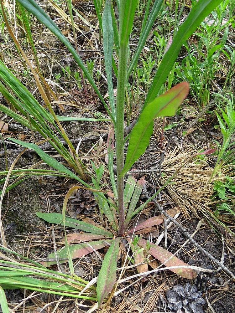 Изображение особи Crepis tectorum.