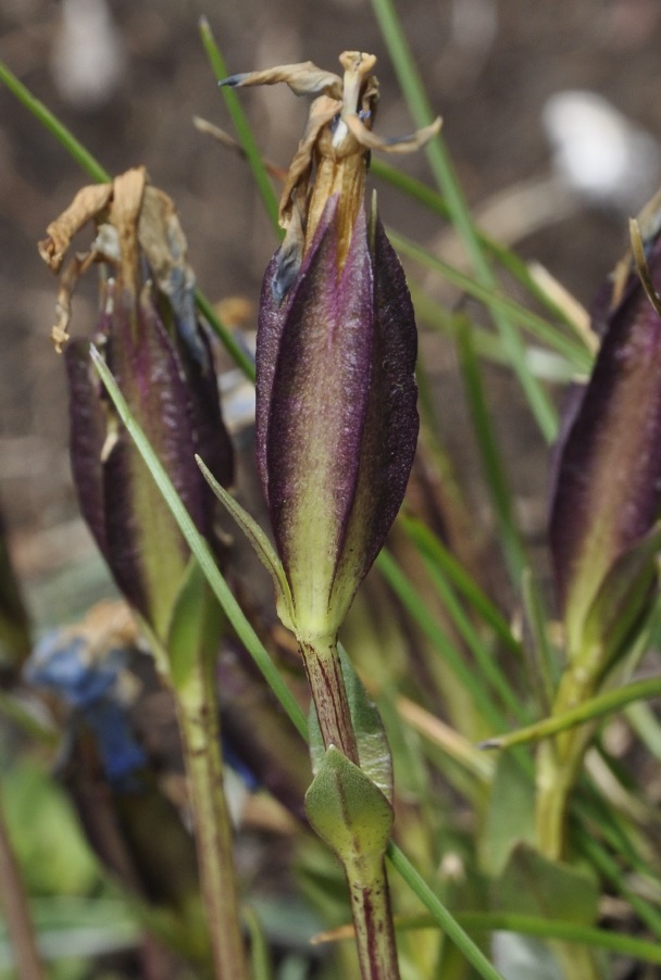 Image of Gentiana verna ssp. balcanica specimen.