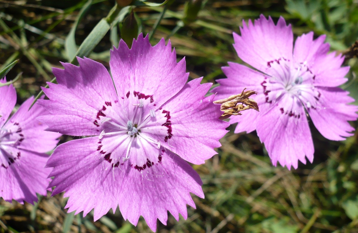 Изображение особи Dianthus versicolor.